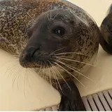 名古屋港水族館に対して、北海道網走市から「流氷」が贈呈！記念イベント開催