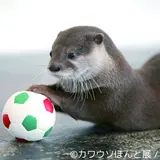 今カワウソがアツい！【カワウソほんと展】が名古屋・東京にて開催