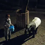 福岡市動植物園で毎週土曜日、開園時間を午後9時まで延長する「夜の動植物園」開催中