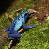 日本最大級のカエル専門施設「KawaZoo」オープン！約120種類以上の国内外のカエルを展示