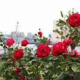 バラの関連グッズの販売や花摘みイベントなど実施「秋のローズフェスタ」開催