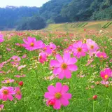 100万本が咲き誇る！「コスモスまつり」がくりはま花の国にて開催