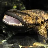9/9は「オオサンショウウオの日」京都水族館にて様々なイベント開催