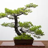 「石原和幸 風景盆栽展」を開催！エリザベス女王陛下から世界一との評価を受ける
