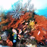 “東北の海の今”を知る人気水中写真家のメッセージとは「神戸学校」
