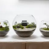 展示会開催！初秋に苔むす京都市内の5寺院で「苔アート」“モシュ印” “コケ寺リウム”を楽しむ