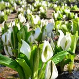花とお酒を満喫する！六甲高山植物園にて「ミズバショウまつり」開催！