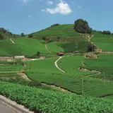 宇治茶の魅力を体験して知り尽くせる！「お茶の京都 Premium Green Fes.」開催
