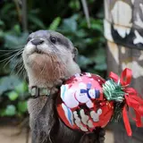 「サンシャイン水族館のChristmas Party!」かわいい生き物と楽しくすごせるイベントが盛りだくさん！