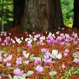 六甲高山植物園で「シクラメン・ヘデリフォリウム」の群落が見頃！約500株が一斉に開花