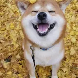 写真＆物販展開催！綿あめや鼻ぺちゃなどSNS有名犬が集まる『いぬ休み展』