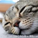 企画展開催！猫の合同写真展＆物販展『ねこ休み展 in 浦和』 カレンダーやスター猫巨大絵馬などかわいいグッズ満載