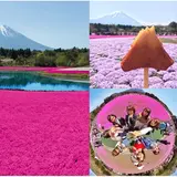 日本最大級80万株の芝桜の祭典「2018富士芝桜まつり」が河口湖で開催！【ピンクの海×富士山の絶景コラボが実現】