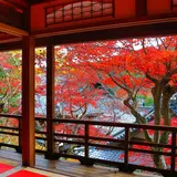 柳谷観音にて紅葉イベント開催！限定押し花朱印や体験型ワークショップなど催し多数