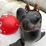 仙台うみの杜水族館で冬期スペシャルイベント「Share Love」開催！恋人と家族と友達と生きものたちと楽しもう