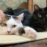 中野の町で猫三昧を楽しもう！「ねこまつり at 中野」りんご猫啓発もかねた町おこしイベント