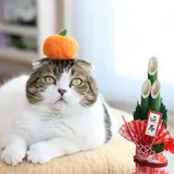 写真展＆物販展開催！サンタやお正月姿の猫たちを堪能できる『ねこ休み展』