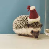 ハリネズミ好きが集まるクリスマスイベント「メリクリハリ会」“ちくちくCAFE”にて開催