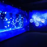「冬の夜のすいぞくかん」開催！幻想的なミズクラゲも３日間限定でクリスマス特別展示