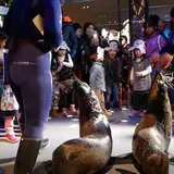 すみだ水族館でお正月の遊びを楽しめる「春遊び！ここはお江戸の水族館」が開催