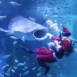 大水槽で豪快な食事風景を見られる！「サンタからジンベエザメにクリスマスプレゼント」開催