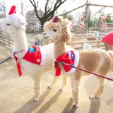アルパカなど動物大行進＆サンタクロースと記念撮影ができる「りんどう湖ハッピークリスマス」開催