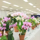 展示会開催！株数は国内最大規模の約1,200株『全日本蘭協会洋らん展サンシャインシティ世界のらん展2019』