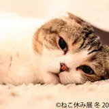 写真物販展開催！人気の猫クリエイターが過去最大規模で集結『ねこ休み展』
