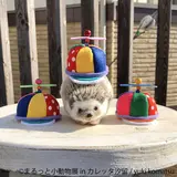 ハリネズミ・ハムスターなど小動物の祭典「まるっと小動物展 in カレッタ汐留」開催