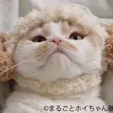 写真展・物販展開催！ねこ休み展スピンオフ企画『まるごとホイちゃん展 in 大阪』常連作家陣とのコラボグッズも
