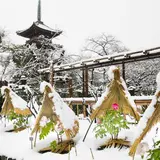 「第三十七回 上野東照宮 冬ぼたん」開苑！枯山水の日本庭園・旧寛永寺五重塔・石灯籠・花木とともに楽しもう