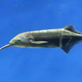 特別展開催！『サンシャイン水族館×早川いくを へんないきもの展3』見た目や生き様など変わった生き物が大集合