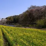 見頃を迎える早春の花をめぐる！冬さんぽを楽しもう「自然観察会」開催