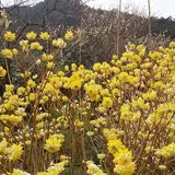 春を先取りする黄色い花を撮影しよう「秘境の村とカメラさんぽ―みつまたの花の咲く頃に―」開催