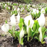 「六甲高山植物園 ミズバショウまつり」開催！北国の春を告げる花が見ごろに