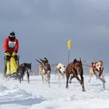 「第36回全国犬ぞり稚内大会」開催！レースのほか観客が参加できるイベントも