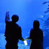 バレンタインにちなんだ「冬の夜のすいぞくかん」開催 ！特別照明の中で生き物の様子を見よう