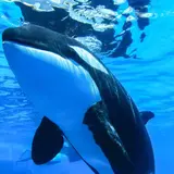 憧れの“水族館ナイトステイ”や特別割引など海の動物たちとの時間を満喫「春イベント2019」開催