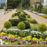 のんびりとお花見「ひまつぶしピクニック」開催！ソメイヨシノや春の花々を楽しもう
