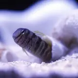 企画展開催！『私の愛するいきもの展』2つの水族館の飼育員が知られざる魅力を紹介
