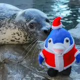「しな水のクリスマス2019」開催！いきものたちへの逆プレゼントなどおもしろ企画満載