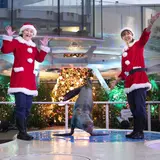 サンシャイン水族館のクリスマスイベント開催！アシカによる点灯パフォーマンスが実施