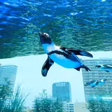 豊島区の新成人は入場無料！海抜251mの展望台や屋上の水族館から地元の街並みや富士山を眺めよう