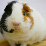 アクアマリンふくしまでお正月イベント開催！2020年の干支「子」にちなんだ特別展示やふれあい動物園など盛りだくさん