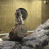 都立動物園・水族園で冬にしか味わえない魅力満載のキャンペーン「Visit ほっと Zoo 2020」を実施