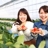 【1日50名限定】イチゴ狩り&食べ放題！さらに選べるスイーツ特典付きの宿泊プラン実施中