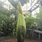 世界で最も大きな「花」のひとつ、ショクダイオオコンニャクがもうすぐ咲き誇る！日本初を見に行こう