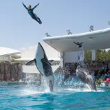 【外国籍の方限定】パスポート提示で入園料金が“半額”に！鴨川シーワールドで2月のみのキャンペーン開催