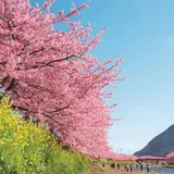 河津桜まつり30周年を記念し「つるや吉祥亭」にて嬉しい三大特典付きの宿泊プランを販売！