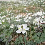 神戸・六甲高山植物園で春の息吹を感じる6日間【冬季特別開園】実施！この時期だけの特典も